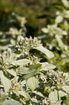 Clustered mountainmint